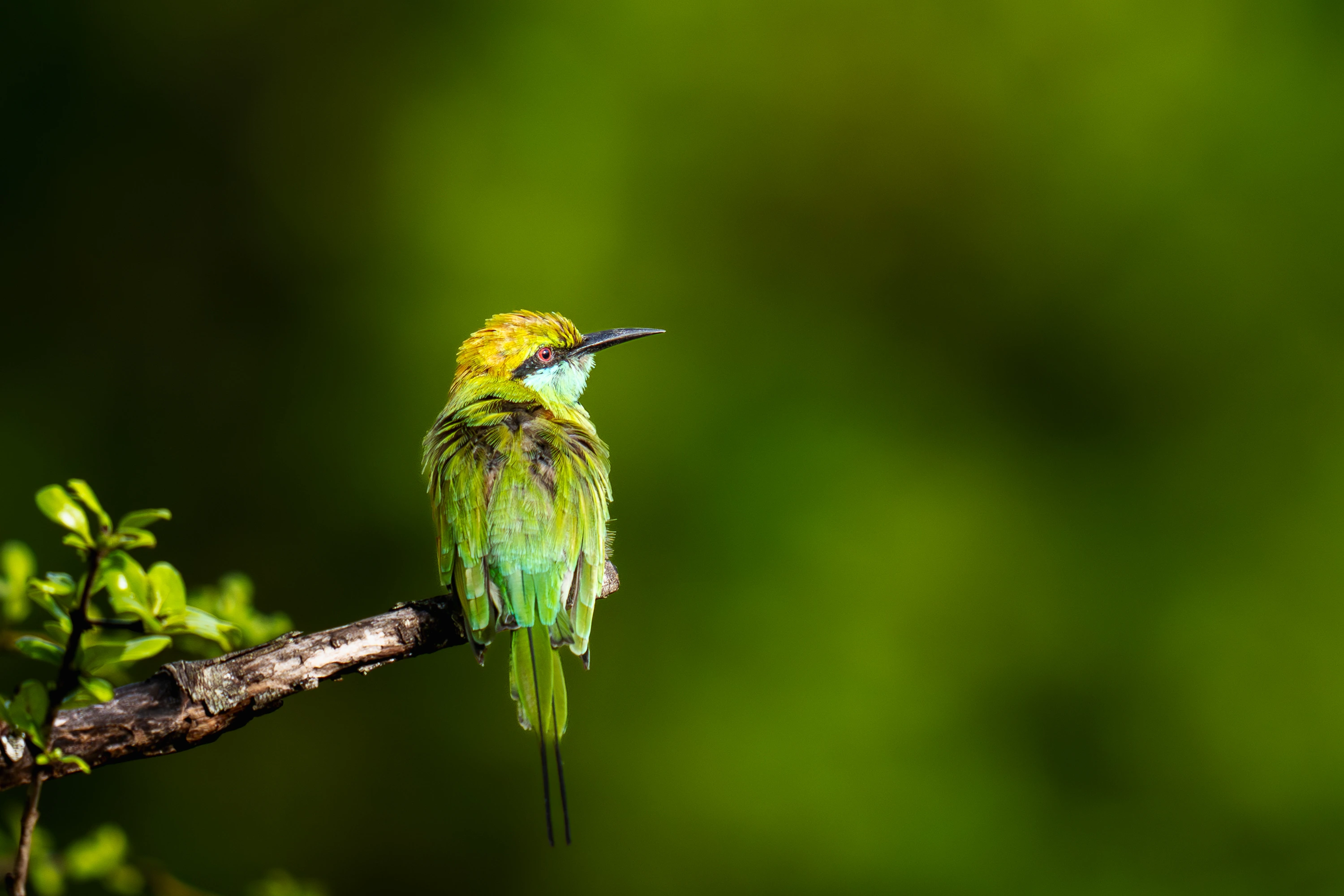 Sri Lanka Leopard Intensive gallery image 11